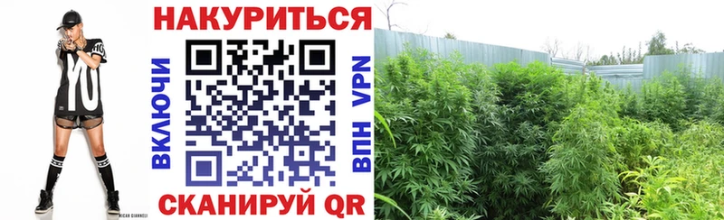 что такое наркотик Краснознаменск Бошки марихуана ГИДРОПОН